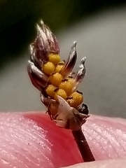 Eleocharis elliptica