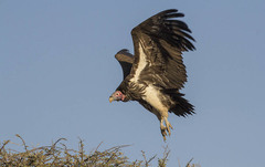 Lappet-Faced Vulture photo 3