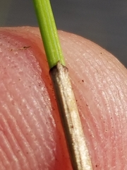 Eleocharis elliptica