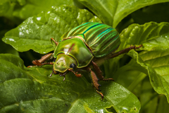 Chrysina adelaida