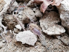Protracheoniscus tzvetkovi