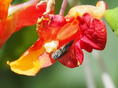 Megophthalminae