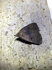 Phalaenostola hanhami