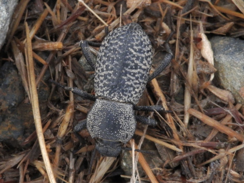Black Death-feigning Beetle
