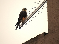 Falco femoralis