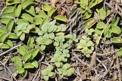 Lipochaeta integrifolia