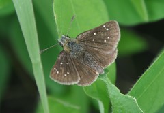 Piruna cyclosticta