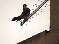 Falco femoralis