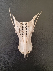 Pelecanus erythrorhynchos