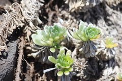 Heliotropium anomalum