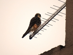 Falco femoralis
