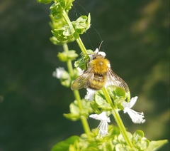 Bombus perplexus