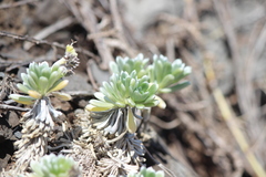 Heliotropium anomalum