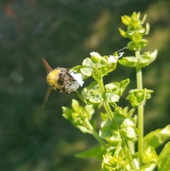 Bombus perplexus