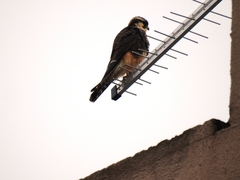 Falco femoralis