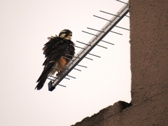 Falco femoralis