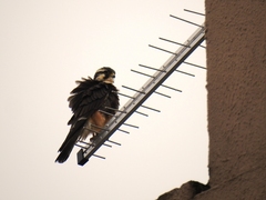 Falco femoralis