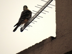 Falco femoralis