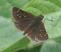 Piruna cyclosticta