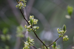 Lindera umbellata
