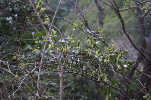 Image of Lindera umbellata by (c) harum.koh, some rights reserved (CC BY-SA)