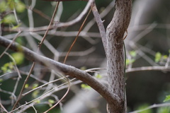 Lindera umbellata
