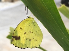 Eurema sari