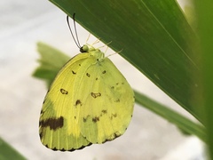 Eurema sari