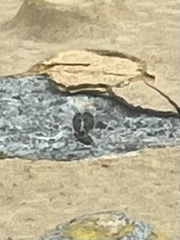 Callopistromyia annulipes