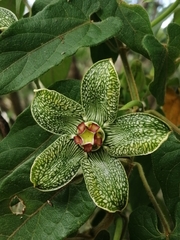 Gonolobus incerianus