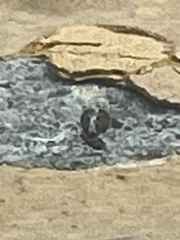 Callopistromyia annulipes