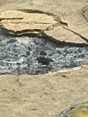 Callopistromyia annulipes