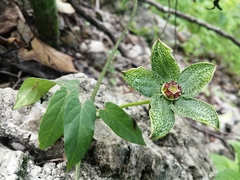 Gonolobus incerianus