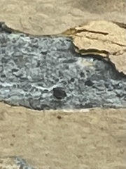 Callopistromyia annulipes