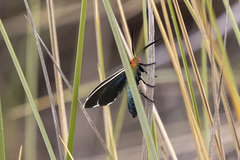 Ctenucha multifaria