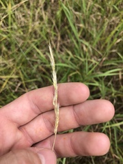 Bothriochloa longipaniculata