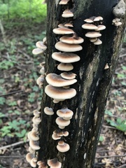 Lentinellus castoreus