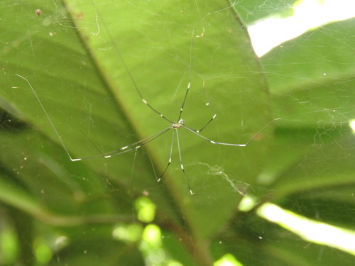 Modisimus signatus