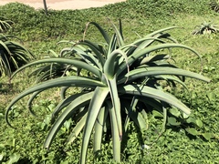 Aloe thraskii