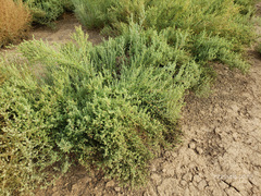 Atriplex elegans