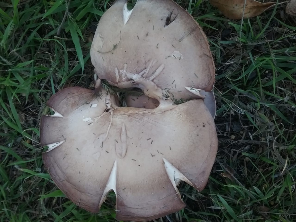 Collybia nuda · July 2021 · photo: © mirkoduimich (iNaturalist, cc-by-sa)
