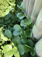 Ipomoea pes-caprae brasiliensis