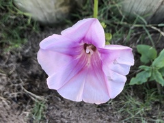 Ipomoea pes-caprae brasiliensis