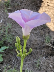 Ipomoea pes-caprae brasiliensis