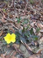 Crocanthemum carolinianum