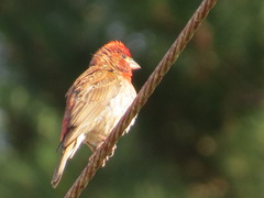 Haemorhous purpureus californicus