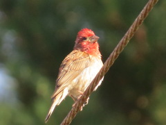 Haemorhous purpureus californicus