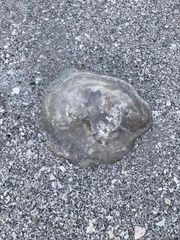 Rhizostomatoidea