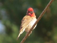 Haemorhous purpureus californicus