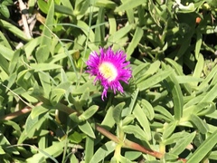 Carpobrotus dimidiatus